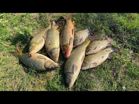 Видео: ДОЛГОЖДАННАЯ РЫБАЛКА! Ловля сазана на жмых + бойлы в жару.