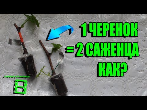 Видео: КАК ПОЛУЧИТЬ 2 САЖЕНЦА ВИНОГРАДА ИЗ 1 ЧЕРЕНКА? СЕВЕРНЫЙ ВИНОГРАДНИК. ВЫРАЩИВАНИЕ ВИНОГРАДА В ТЕПЛИЦЕ