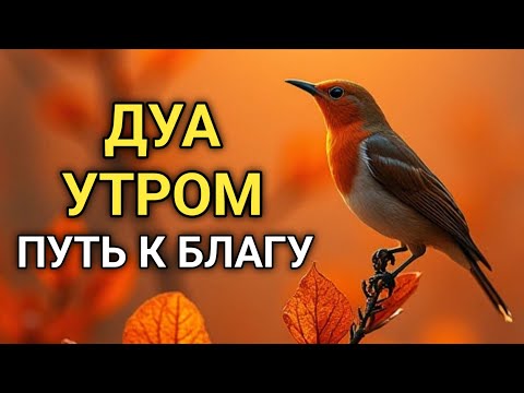 Видео:  СИЛЬНЕЙШЕЕ ДУА УТРОМ ОТ ВСЕХ БЕД 🤲🌹🌈