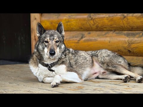Видео: Баня по охотничьи 