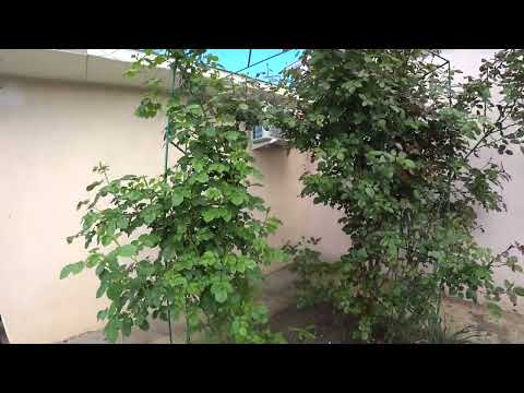 Видео: НАПАЛА ТЛЯ🦗 УЖАС ПРОВЕРЯЕМ РОЗЫ 🌹ПЕРВАЯ ГРОЗА 💧💧💧РАСШИРЯЕМ ЦЫПАМ ЖИЛЬЕ🐥🐥🐥