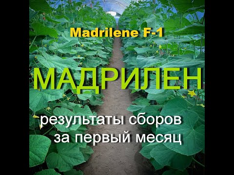 Видео: Огурец Мадрилен ( месяц сборов)