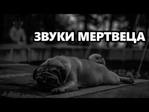 Видео: DAWG история про звуки мертвеца в Геленджике [истории #6]
