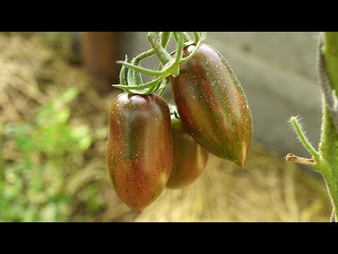 Видео: Томат Фиолетовая фея (Purple fairy)