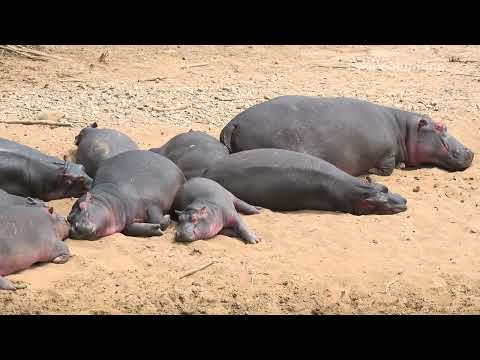 Видео: Kenya - Masai Mara, Malindi, Marafa Canyon Hell Kitchen. Кения - Масаи Мара, Малинди, Каньон Марафа