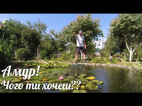 Видео: Зловити Амура 🐟🤔 Як і на що я ловив...