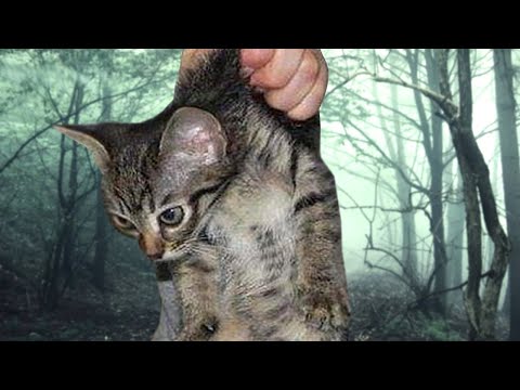 Видео: Жена  заставила вывезти кота в лес, а когда мужчина вернулся домой, то было уже поздно