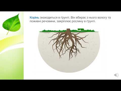 Видео: Як побудовані рослини? Навк. св. - 1 кл., ІІч. , Росток, с.  23 29