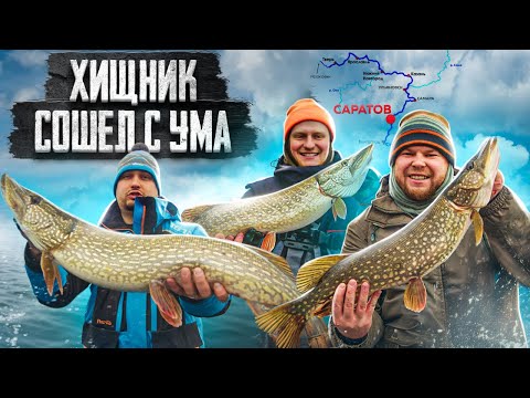 Видео: ХИЩНИК СОШЁЛ С УМА