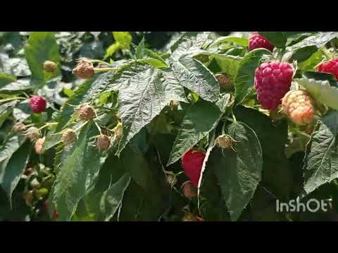 Видео: ДЕЛЬНИВА - ранний и очень вкусный ремонтантный сорт малины. МАЛИНА ДЕЛНИВА.  #дельнива  #делнива