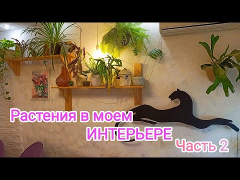 Видео: Обзор растений в моем интерьере /часть 2