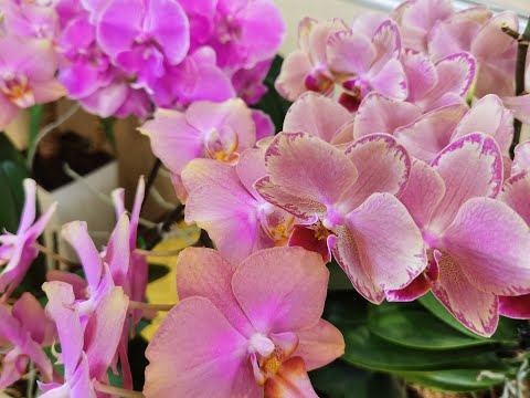 Видео: ВЗРОСЛЫЕ ОРХИДЕИ! СЕКРЕТ ЦВЕТЕНИЯ ПРОСТ! ЭТИМ УТОМИТЬ НЕВОЗМОЖНО.