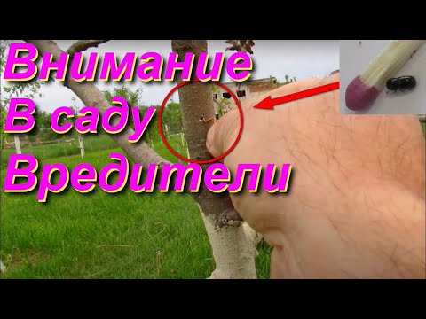Видео: Самый опасный вредитель  Вредители в саду как бороться