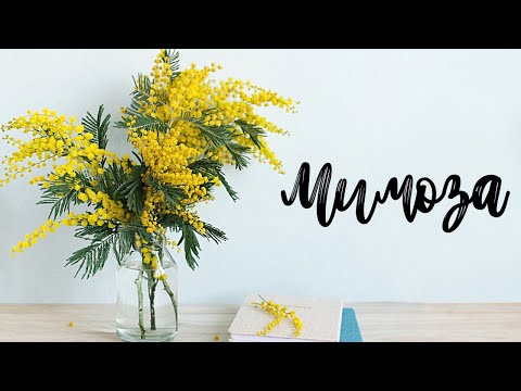 Видео: Мимоза 💛 Как Выбрать и Сохранить 💛🌿