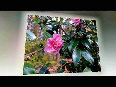 Видео: Красота осенней поры. Октябрь  2025 года.