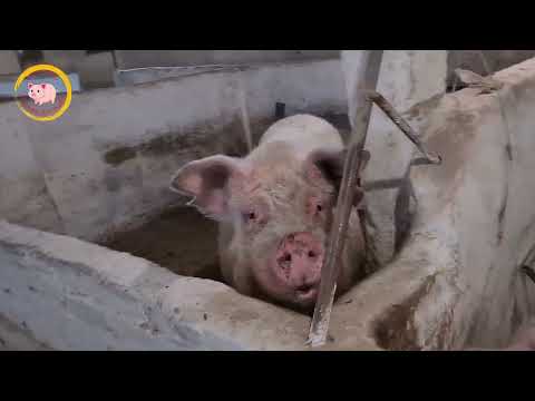 Видео: Трясеться свиня після опоросу/Причина/Що робити?