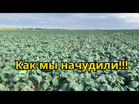 Видео: Вот это мы начудили!!! Состояние рапса, сравнение гибридов,сравнение разных сроков посева