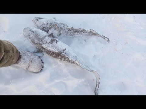 Видео: Рыбалка на крупных налимов! 21.01.2024.