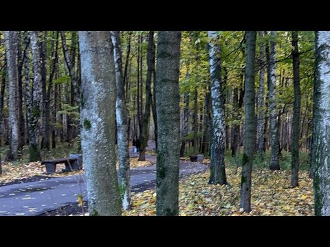 Видео: Осенний лес, Autumn forest Супер Папа       и       Супер Яня