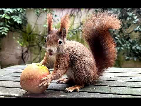 Видео: ЕСЕНЕН ПРАЗНИК  НА ДЕЦАТА ОТ ПЪРВА И ВТОРА ГРУПИ, ФИЛИАЛ "ДЕБЕЛЯНОВ",