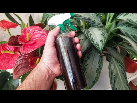 Видео: Гулларингиз сизга фақат раҳмат дейди, табиий озуқа. 🎁КАНАЛДА ЮТУҒЛИ ЎЙИНЛАР.