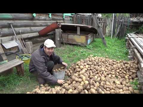 Видео: спускаю картошку