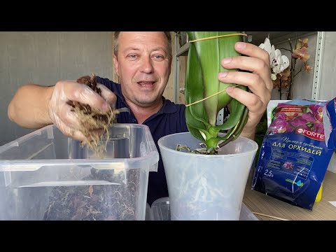 Видео: ОРХИДЕИ по ИНСТРУКЦИИ пересадка орхидеи в ПРЕМИУМ СУБСТРАТ от BONA FORTE 19.05.20