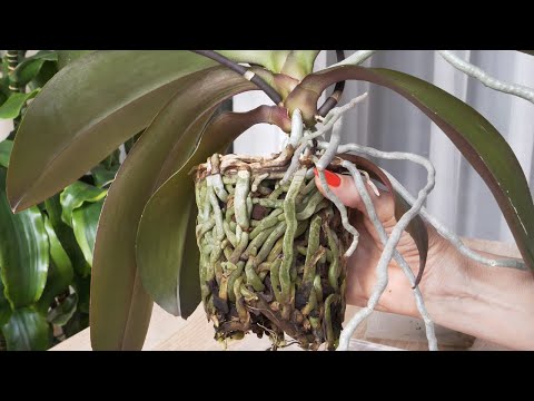 Видео: Пересадка домашней орхидеи.