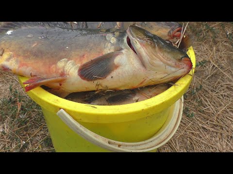 Видео: Рыбалка . Снова ведро рыбы  Ловля на поплавок карпов и карасей . My fishing