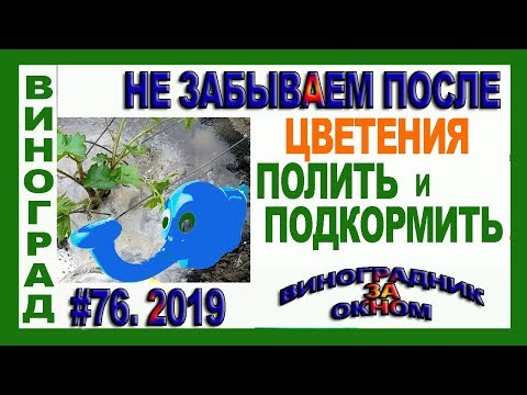 Видео: 🍇 Не ЗАБЫВАЕМ после цветения. ПОЛИВ и ПОДКОРМКА винограда. Нормы воды и удобрений.