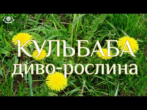 Видео: КУЛЬБАБА - диво-рослина