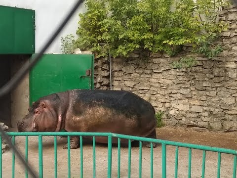 Видео: Казанский зоопарк. Достопримечательности Казани.  2019.