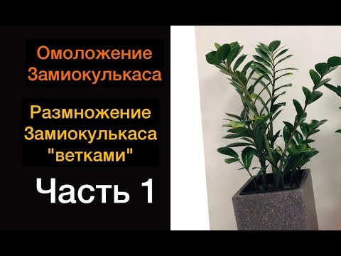 Видео: Замиокулькас / Омоложение Замиокулькаса / Размножение Замиокулькаса «веТками»