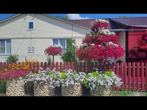Видео: ПЕТУНИЯ БЛАГОУХАЕТ. ВИД ДВОРИКА С УЛИЦЫ. СТРИЖКА ПЕТУНИИ.
