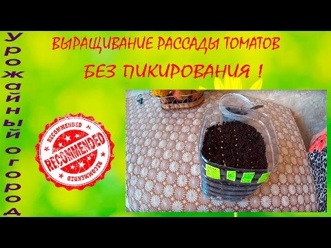 Видео: ВЫРАЩИВАНИЕ РАССАДЫ ТОМАТОВ БЕЗ ПИКИРОВАНИЯ!!!ОТЛИЧНЫЙ СПОСОБ!!!