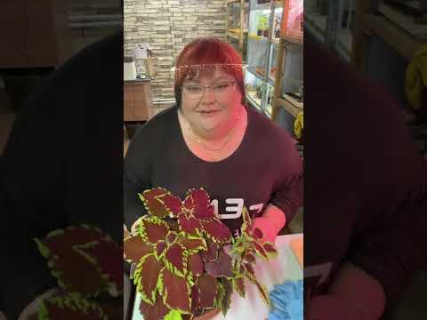 Видео: курс по колеусам в одном эфире