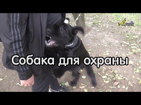 Видео: Уникальный щенок, ризеншнауцер 6 месяцев, коррекция агрессивного поведения,