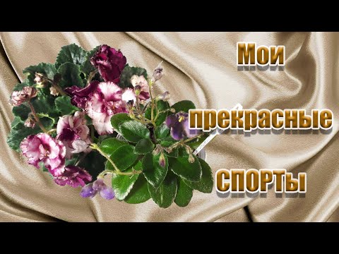 Видео: Мои Прекрасные Спорты Фиалок