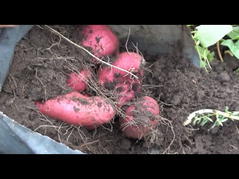 Видео: Бататові врожаї на городі.