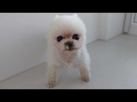 Видео: Если вам скучно жить, заведите щенка! Ваша жизнь будет динамичной каждый день