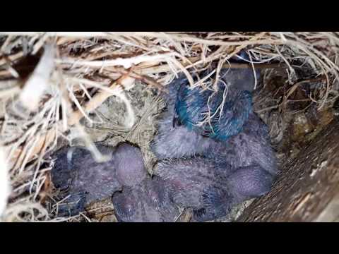 Видео: неразлучники масковые  // mask lovebirds // черный + синий  // часть 1