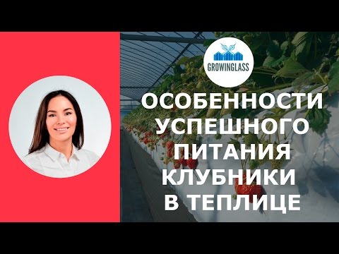 Видео: Особенности правильного питания клубники в закрытом грунте
