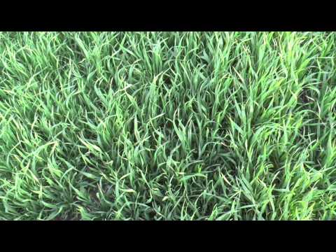 Видео: 3 мая поле сеянное с разбрасывателем