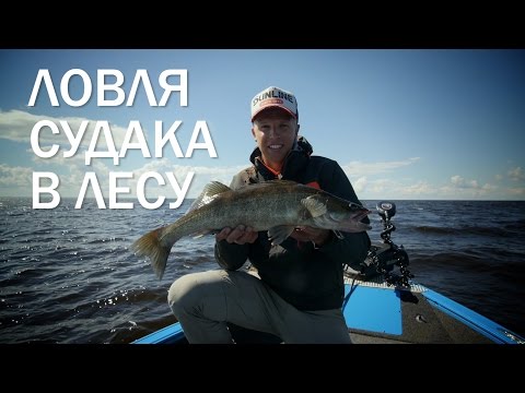 Видео: Рыбинка. Судак в коряжнике.