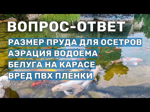 Видео: Выращивание Белуги на Карасе в пруду. Вопросы по рыбоводству и обслуживанию, созданию прудов