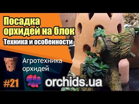 Видео: Техники и особенности посадки орхидей на блок