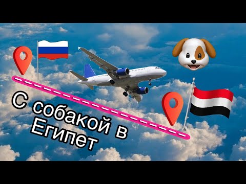 Видео: DOG VLOG: летим в Египет с собакой // Room tour