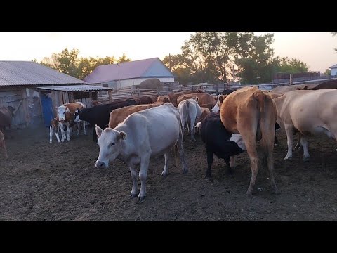 Видео: Малдан пайда барма????