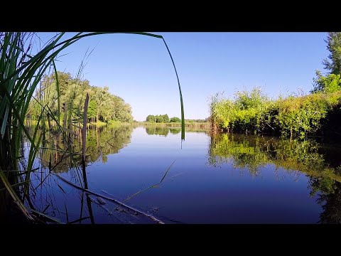 Видео: ОГРОМНЫЕ ХИЩНИКИ в ЛЕСНОМ ОЗЕРЕ! Рыбалка с берега на спиннинг