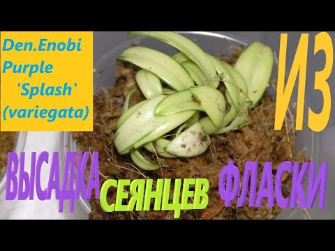 Видео: #Орхидеи. 🌺 Den Enobi Purple 'Splash'( variegata).🍾 Экстренное размытие фласки.🌊  Высадка сеянцев.